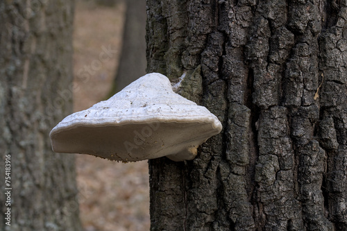 tree fungus on the bark of a tree photographed in the forest