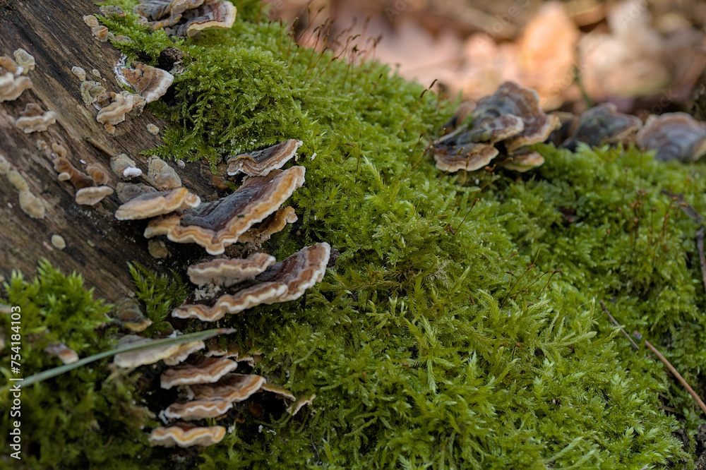 an old trunk of a tree overgrown with moss and fungi an old trunk of a tree overgrown with moss and fungi