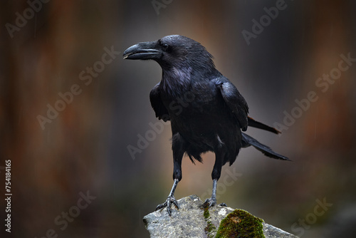 Raven with dead European hare, carcass in the rock stone forest. Black bird with head on the the forest road. Animal behaviour, feeding scene in Germany, Europe. Bird with kill. © ondrejprosicky
