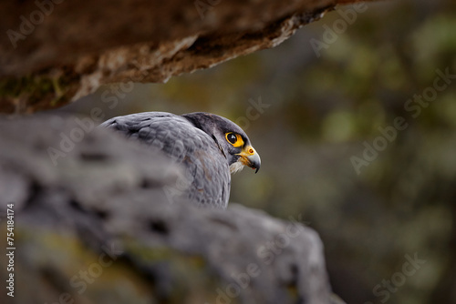 Peregrine Falcon sitting on the rock with caught bird. Bird of prey sitting on the stone with forest in the background. Wildlife scene from nature. © ondrejprosicky