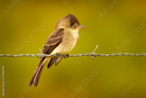 Northern tropical pewee, Contopus bogotensis, wild small bird sitting on the barbed wire fence in the nature. Flycatcher bird in nature, Cano Negro reserve in Costa Rica. Birdwatching in America.