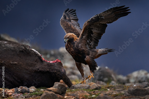 Eagle with cow calf carcass. Golden eagle, stone, Rhodopes mountain, Bulgaria. Eagle, evening light, brown bird of prey with big wingspan. Bird food behavior, nature wildlife.
