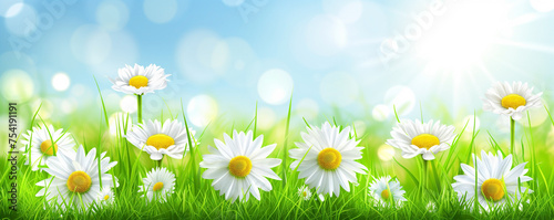Sun-kissed daisies banner with vivid nature background in springtime