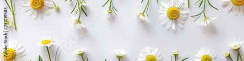 chamomile flowers background.