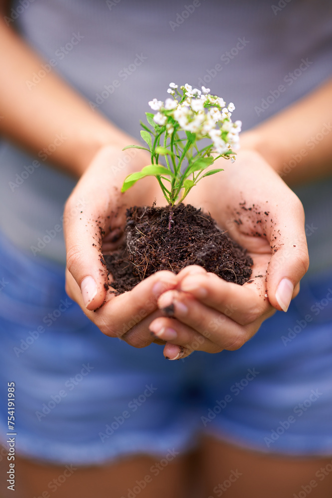 Soil, agriculture and hands of woman with plant for eco friendly, sustainable or agro gardening. Dirt, environment and closeup of female person with blooming flower in nature for outdoor horticulture