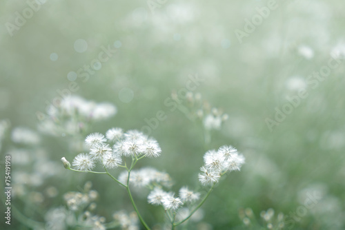 A field of grass flowers light up by a calm morning light. An inspirational nature image for aesthetic of spring design. Spring nature in soft pastel earth tone blurred background.