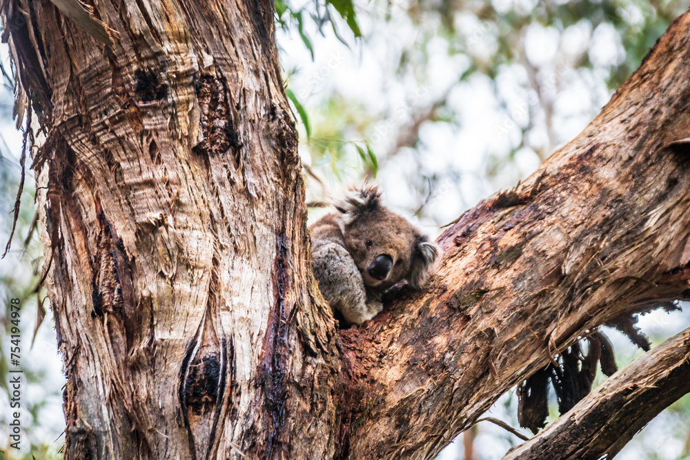 A Koala’s Tranquil Retreat Amongst Eucalyptus Leaves, Otway National Park, Australia A Koala’s Tranquil Retreat Amongst Eucalyptus Leaves, Otway National Park, Australia