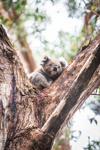 A Koala’s Tranquil Retreat Amongst Eucalyptus Leaves, Otway National Park, Australia