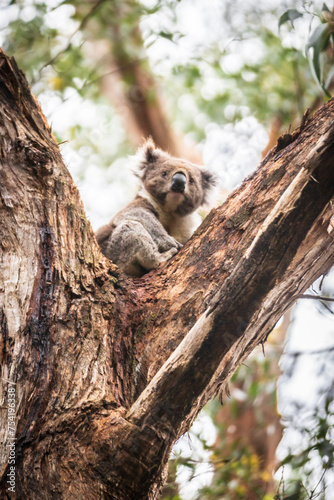 Whispers of the Forest: Koala’s Serene Eucalyptus Haven, Otway National Park, Australia
