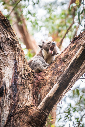 Fototapeta Naklejka Na Ścianę i Meble -  Vocal Koala Captured Amidst the Lush Greenery of Australian Forest, Otway National Park