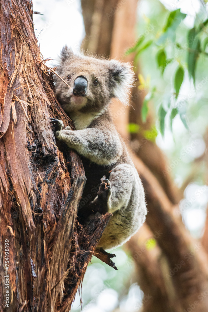 Obraz premium Gentle Koala Embracing the Eucalyptus Haven, Otway National Park, Australia