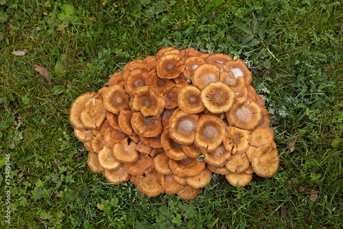 Group of mushrooms in the green grass background in autumn.