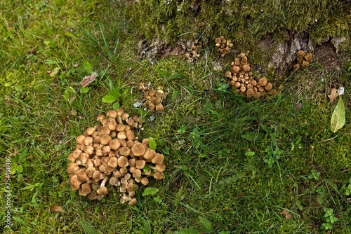 Group of mushrooms in the green grass background in autumn.