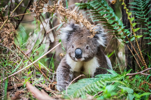 Adventurous Koala Takes a Stroll from the Bushes, Otway National Park, Australia