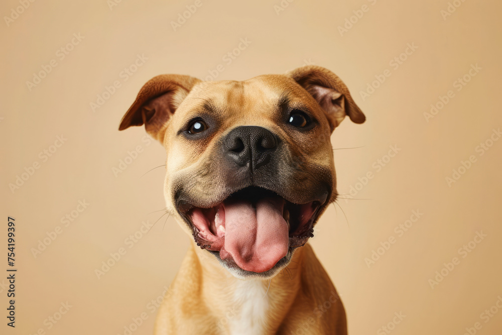 Portrait of a happy red pitbull isolated on light beige empty background with space for text or inscriptions, front view
