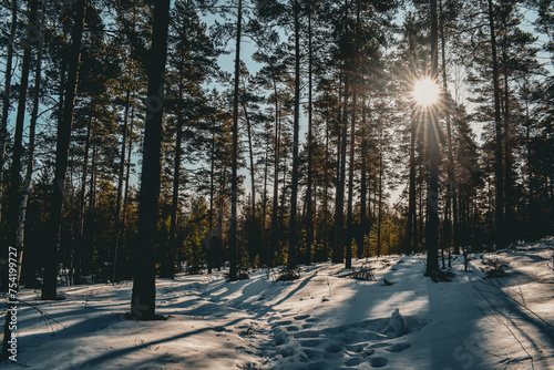 Incredible wildlife and landscape of Finland. Winter time in one of the most beautiful countries.