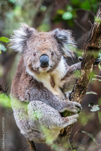 Fototapeta Naklejka Na Ścianę i Meble -  Curious Koala Clinging to a Branch in Lush Australian Forest, Otway National Park