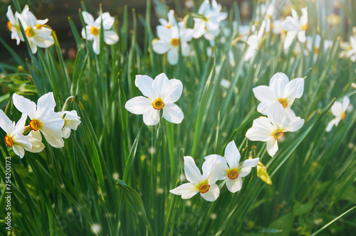 Beautiful white daffodils in the garden. Spring Flowers.