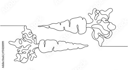 Two carrots with tops lie in different directions