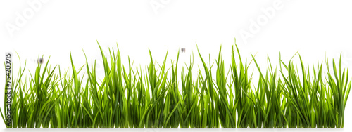 Green grass horizontal banner isolated on white background