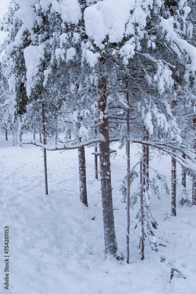 White frozen snow covering fir tree branches winter landscape scene White frozen snow covering fir tree branches winter landscape scene