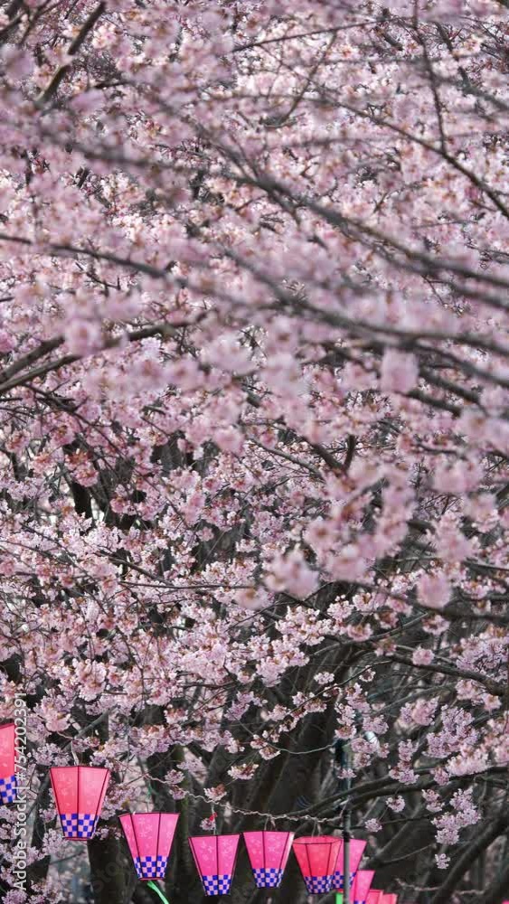 Cherry branch with flowers in full bloom, A beautiful Japanese tree with cherry blossoms, Sakura, Cherry blossom viewing party Cherry branch with flowers in full bloom, A beautiful Japanese tree with cherry blossoms, Sakura, Cherry blossom viewing party
