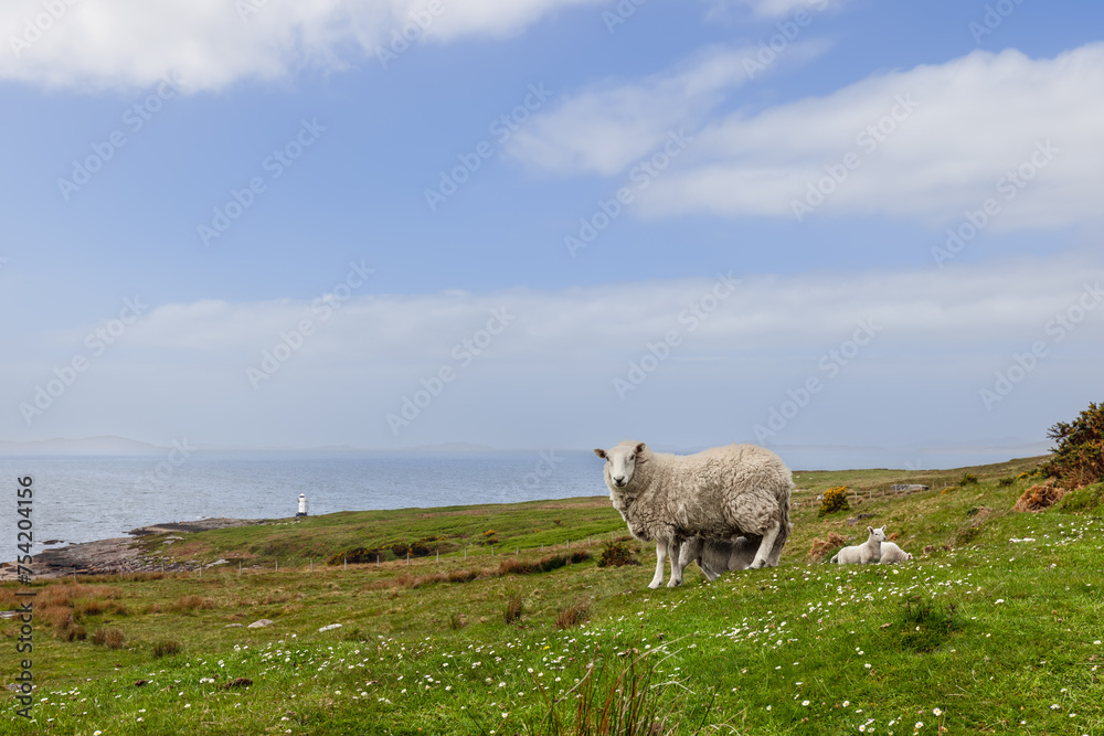 On the picturesque coast of Highland Council, Scotland, a sheep and its lamb graze peacefully with a lighthouse and the hazy outline of islands in the backdrop