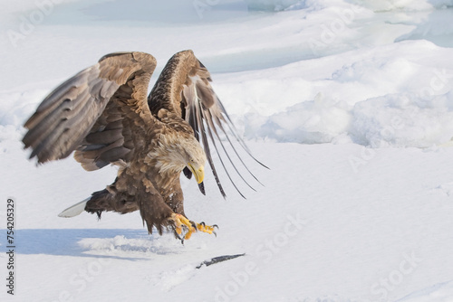 An adult White-tailed Eagle (Haliaeetus albicilla) grabbing a fish on the sea ice off Rausu, Hokkaido, Japan