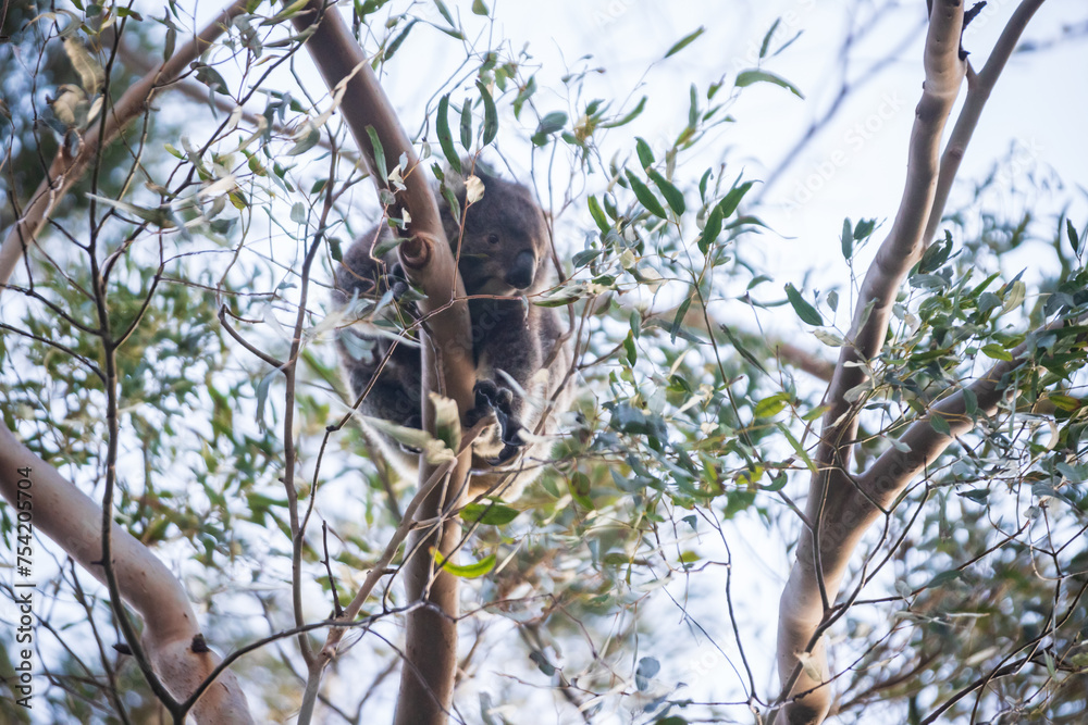 Koala Mother and Joey High in the Eucalyptus Canopy, Tower Hill Wildlife Reserve, Australia