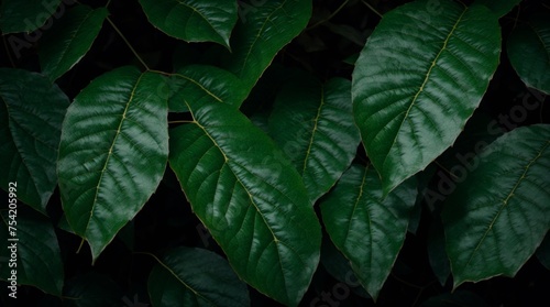 Verdant leaves overlapping in a dim natural backdrop 