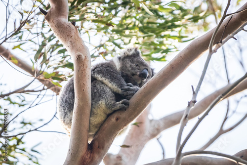 Fototapeta Naklejka Na Ścianę i Meble -  Koala’s Serene Siesta on a Lush Eucalyptus Branch