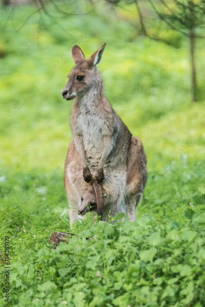 Mother Kangaroo’s Tender Embrace in the Australian Wild, Tower Hill Wildlife Reserve, Australia