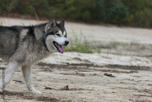 A Malamute dog runs along the sand of the embankment.