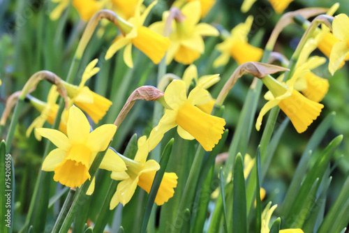 daffodils in spring