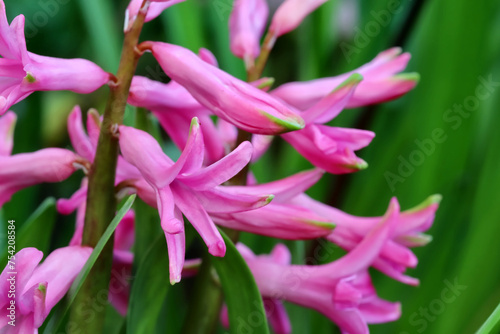 close up of pink hyacinth