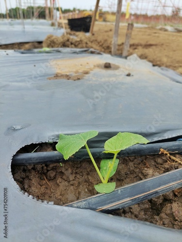 plant in the ground. 