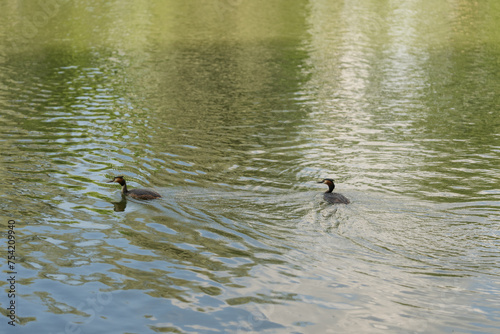 Great chested grebe family in pond in summer