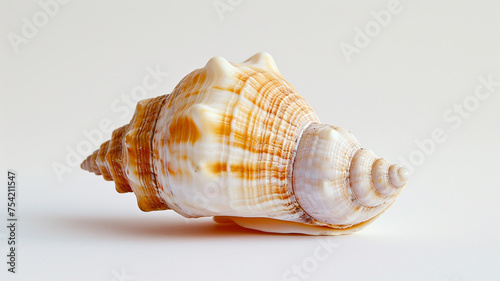 A clean and simple image of a single seashell on a white background