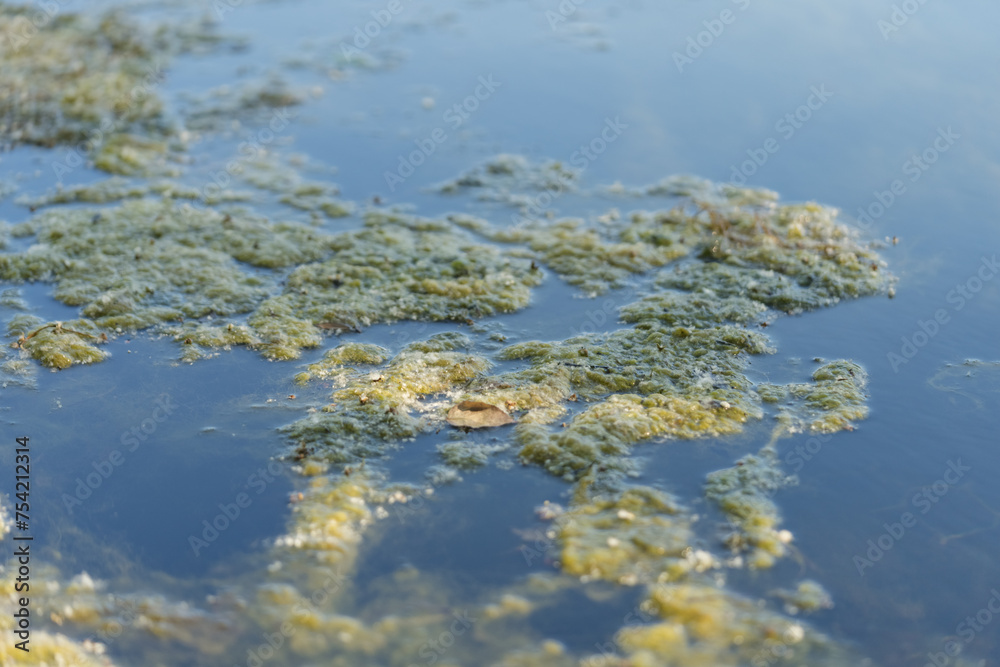 Green algae on a surface of a pond on a summer day