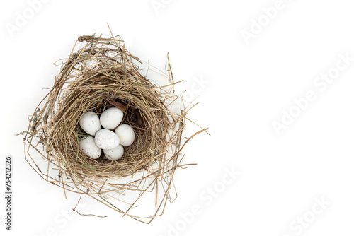 Blue tit eggs in bird nest on white background. Spring wild nature concept.