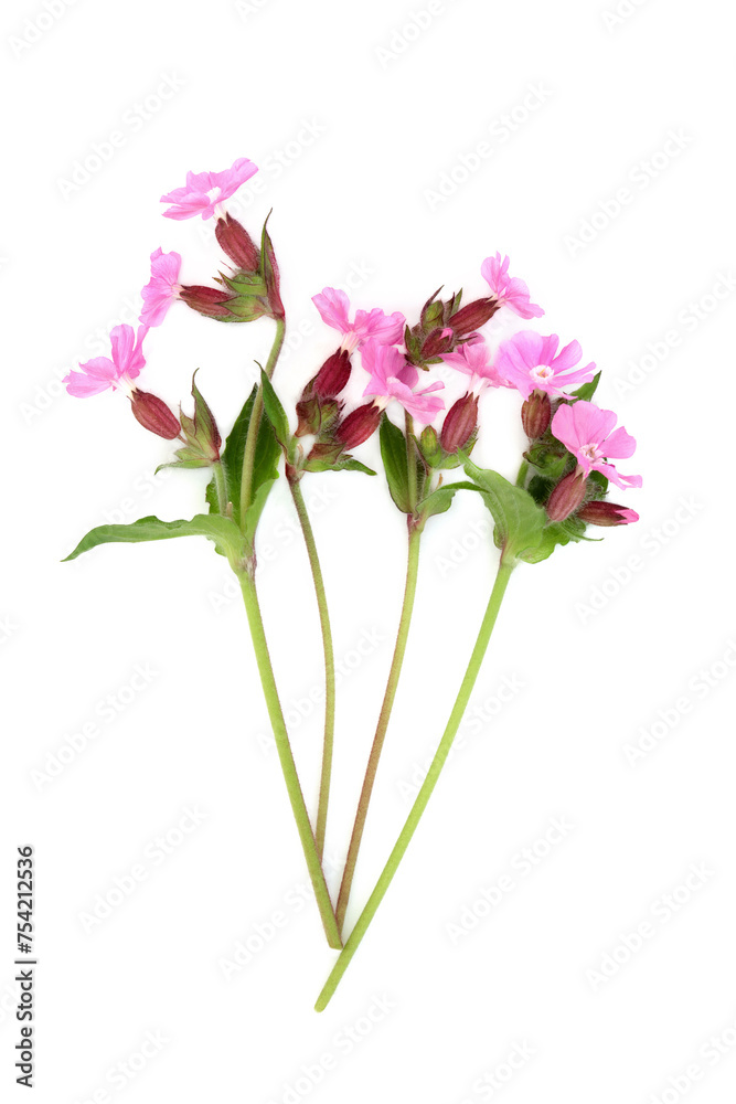 Red campion summer wildflower plant on white. Used in floral food decoration and natural herbal medicine. Treats internal bleeding, kidney disease,  ulcers, warts, digestive disorders, corns, stings. 