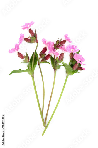 Red campion summer wildflower plant on white. Used in floral food decoration and natural herbal medicine. Treats internal bleeding, kidney disease, ulcers, warts, digestive disorders, corns, stings. 