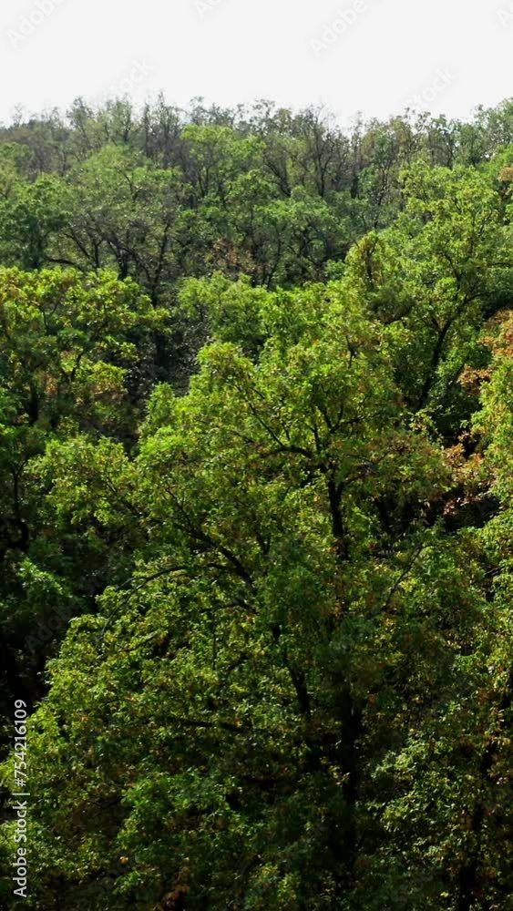 Forest in early autumn. Beautiful green trees. Nature background. Tops of deciduous trees in the wood. Slow motion. Vertical video. Forest in early autumn. Beautiful green trees. Nature background. Tops of deciduous trees in the wood. Slow motion. Vertical video.