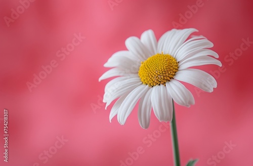 White Daisy on Red Background with Copy Space in Center for Text or Message