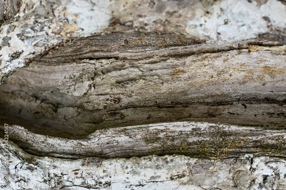 Natural wood texture background in nature Natural wood texture background in nature
