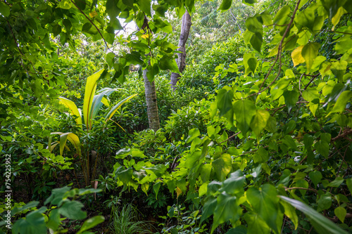 Dense tropical vegetation in the rainforest.