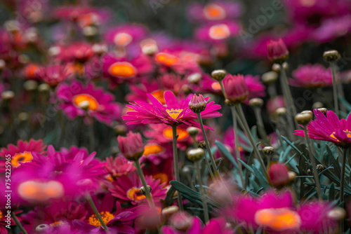 flowers with great detail and beautiful colors in macro photography