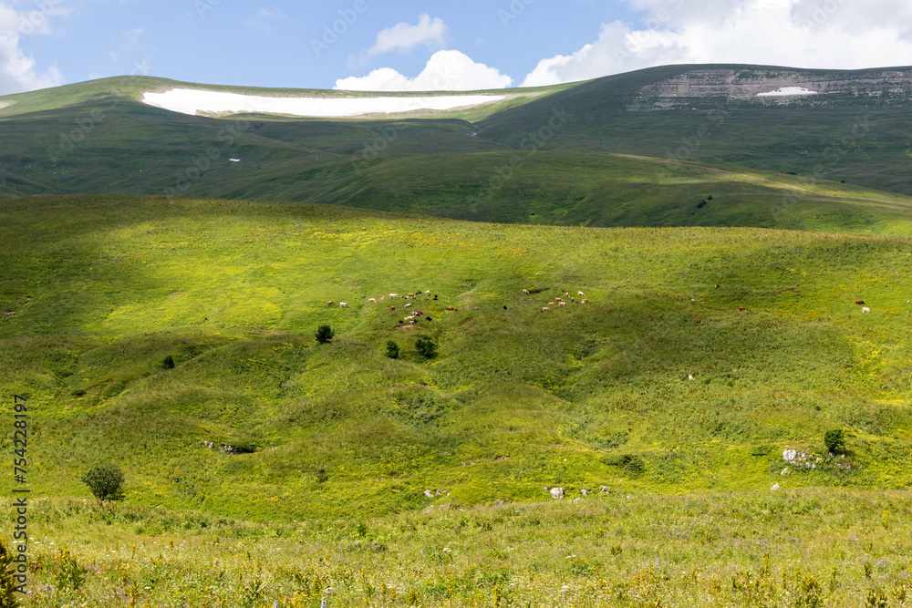 Walking through the subalpine meadows in the highlands during the flowering of plants and warm weather.