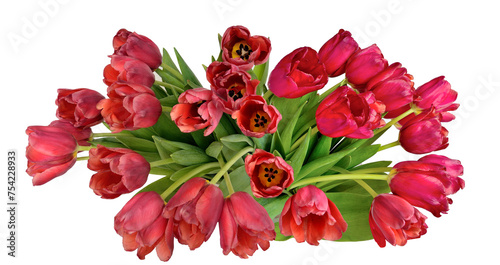 Big bouquet of red tulips close up  isolated on white background