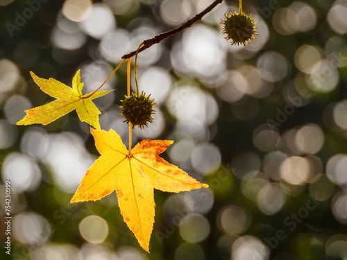 Photos Hojas con un color amarillo y dorado propio de las estaciones otoño e invierno